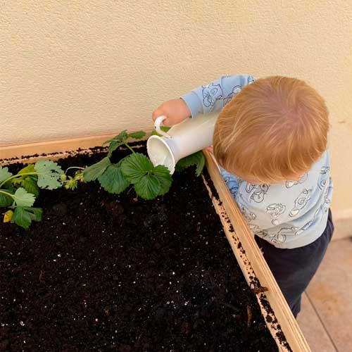 niño regando una planta de fresas en som sinapsis
